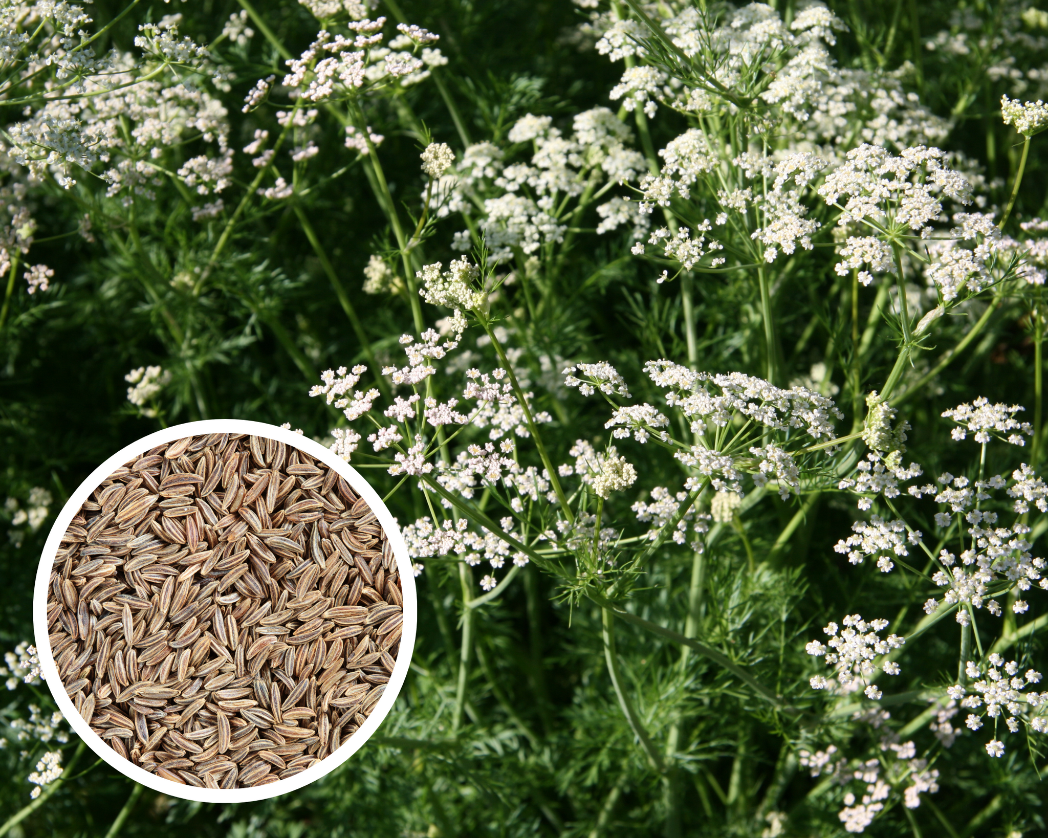 caraway seed plant images Caraway Seeds Herb Heirloom Non-GMO (300+ Seeds)