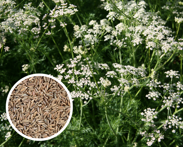 caraway seeds to plant Caraway Seeds Herb Heirloom Non-GMO (300+ Seeds)