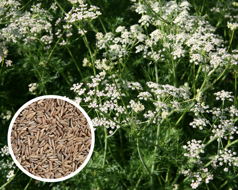 Caraway Seeds Herb Heirloom Non-GMO (300+ Seeds)