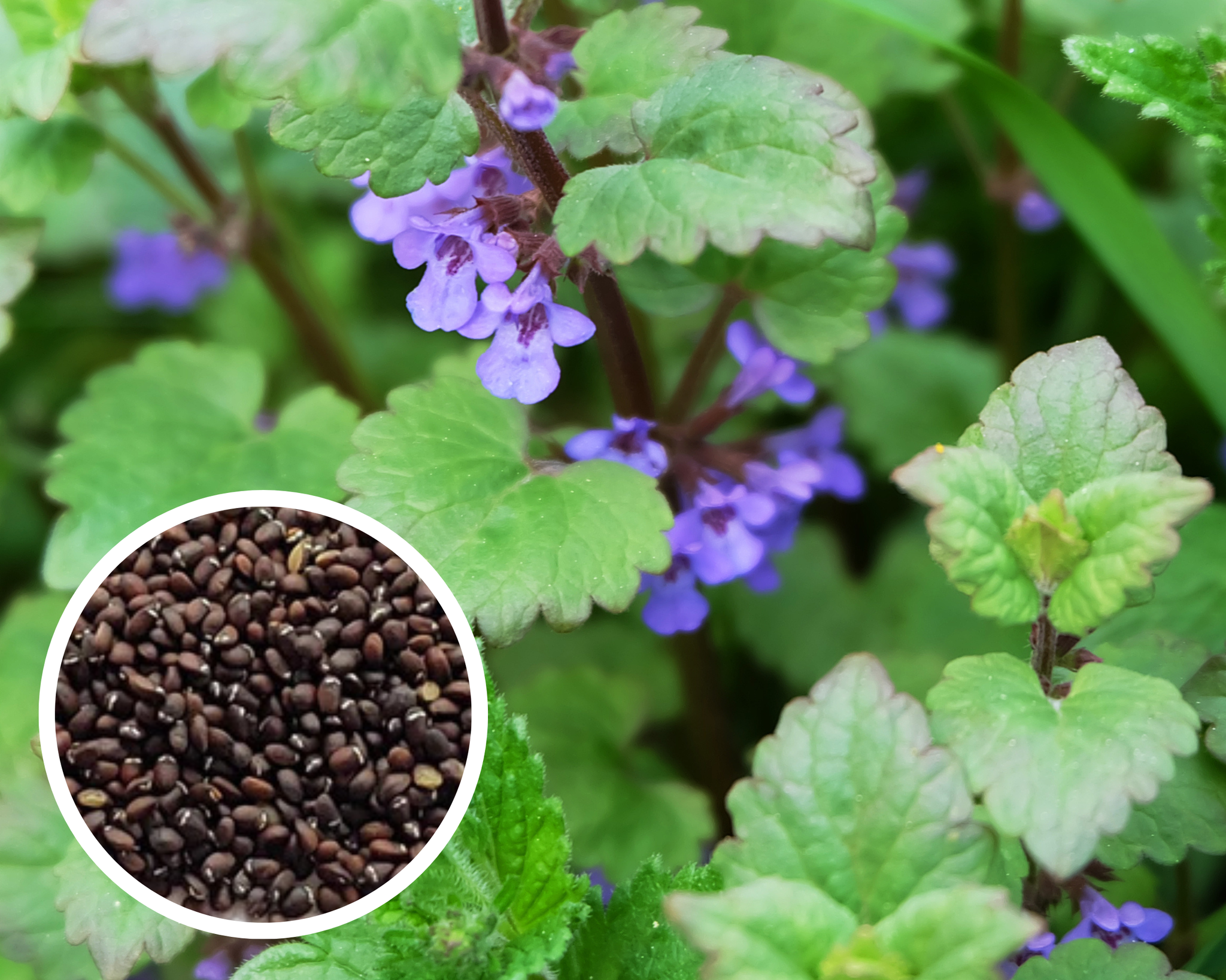 catnip plant seeds for sale Catnip Seeds Herbs Perennial Non-GMO (1000+ Seeds)