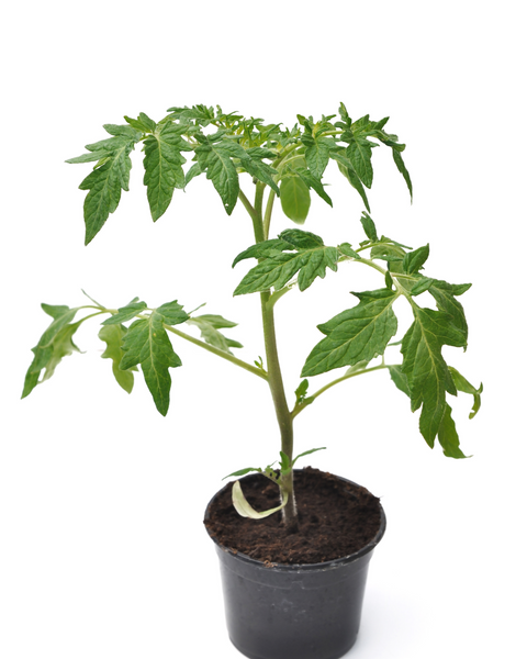 Blush Tomato Starter Live Plants - 4 Seedlings