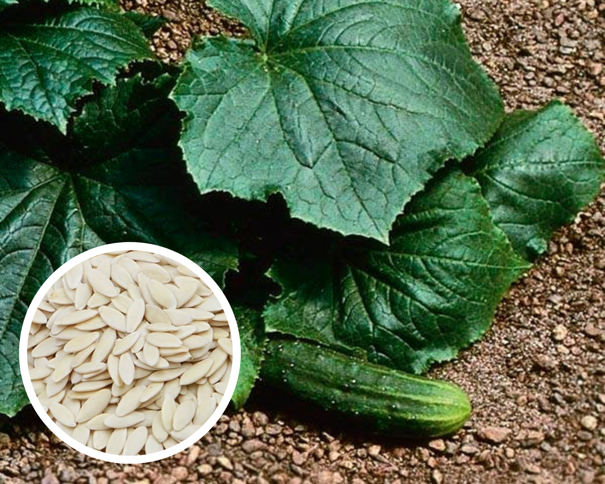 Cucumber Bush Pickle Seeds Heirloom Non-GMO (50+ Seeds)