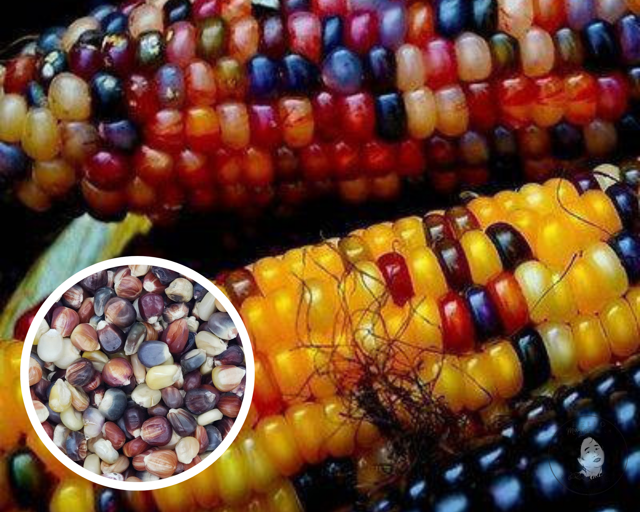 Bulk Non-GMO Indian Corn Seeds - Calico & Flint Corn Plants Bulk Non-GMO Indian Corn Seeds - Calico & Flint Corn Plants
