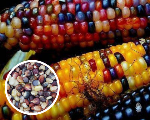Corn Ornamental Indian Rainbow Seeds Heirloom Non-GMO (50+ Seeds)