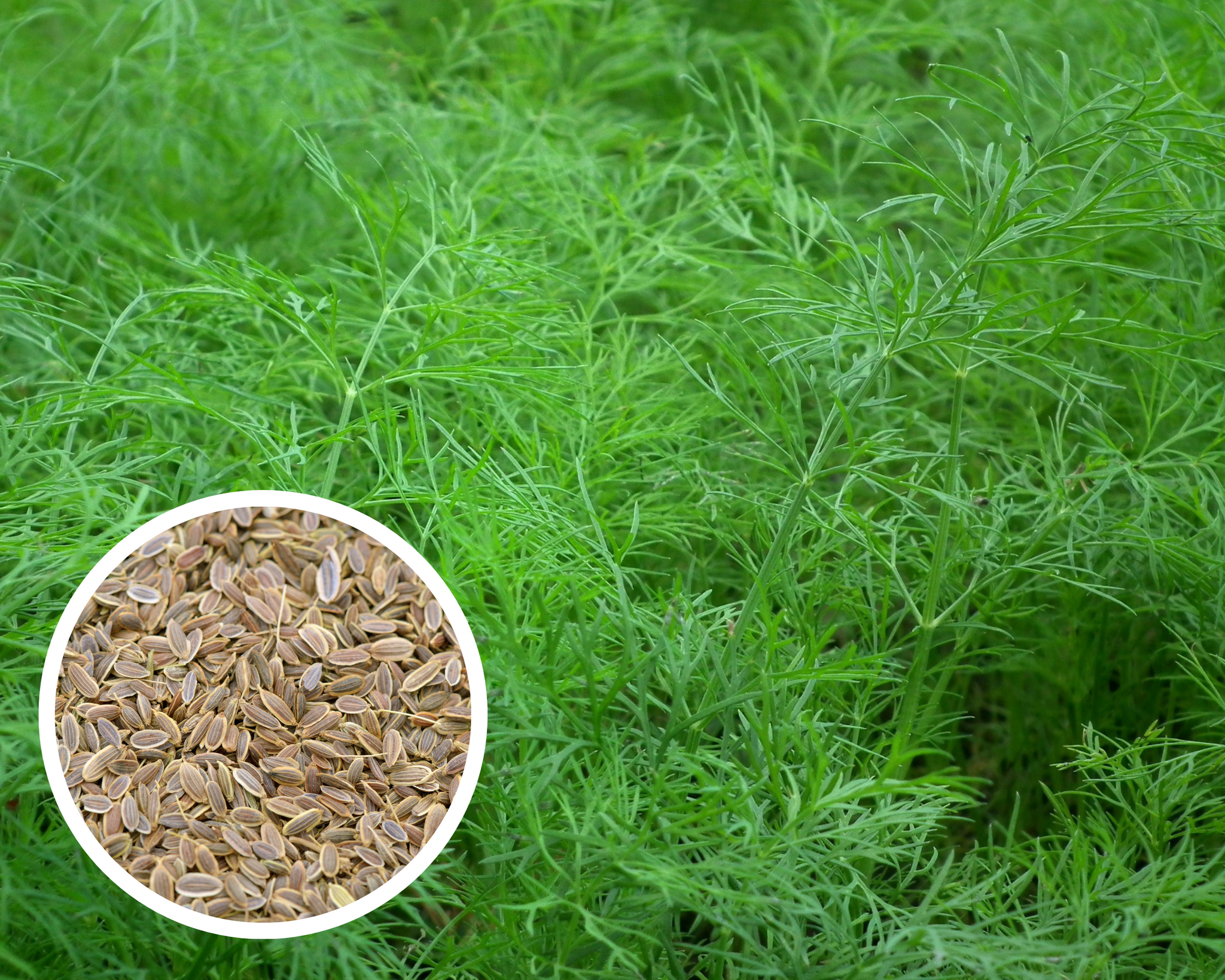 dill seed for planting Dill Seeds Heirloom Herbs Non-GMO (500+)