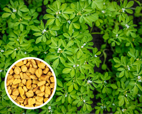 Fenugreek Seeds Herb Heirloom Non-GMO (80+ Seeds)