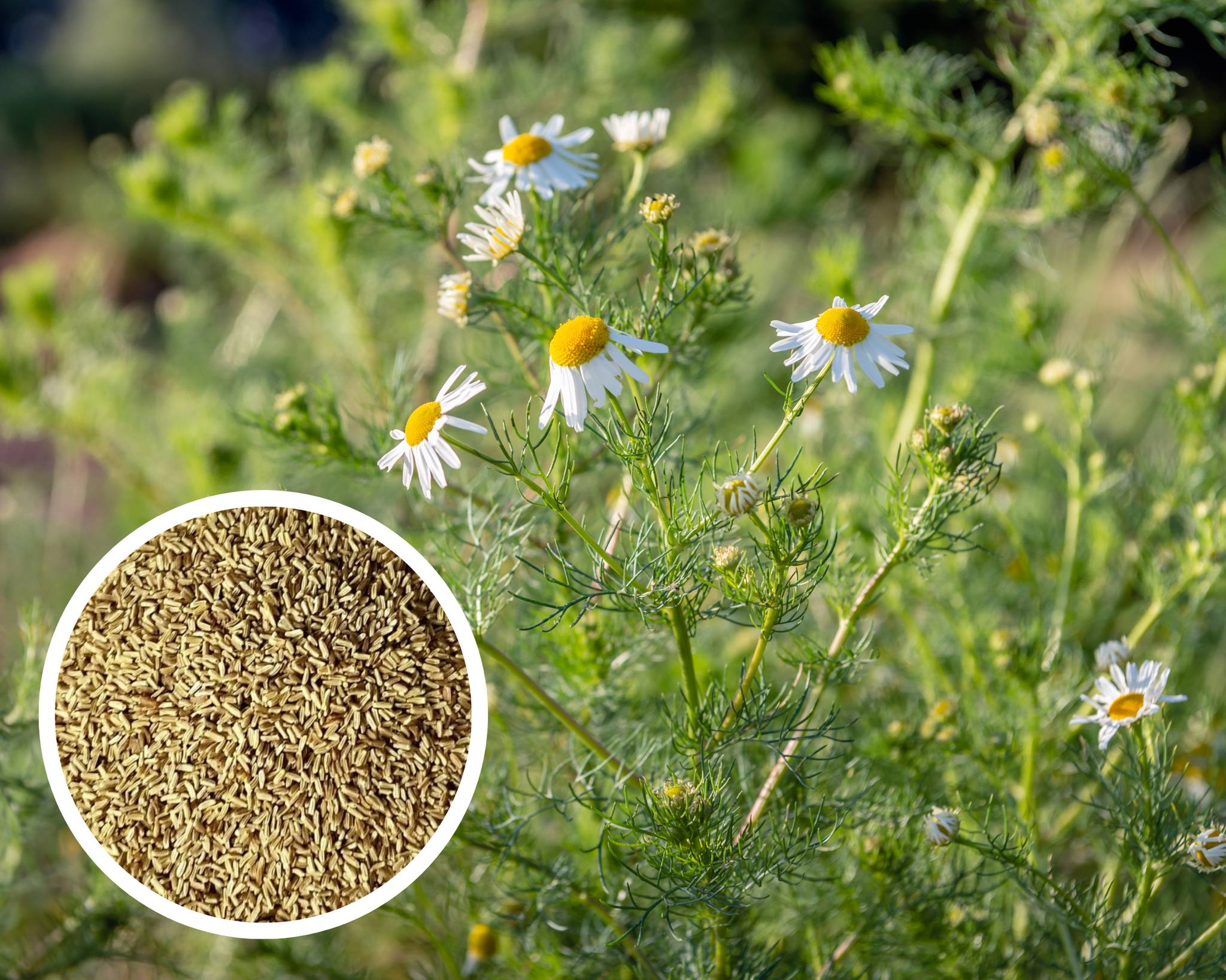 planting german chamomile seeds German Chamomile Seeds Herb Heirloom Non-GMO (500+ Seeds)
