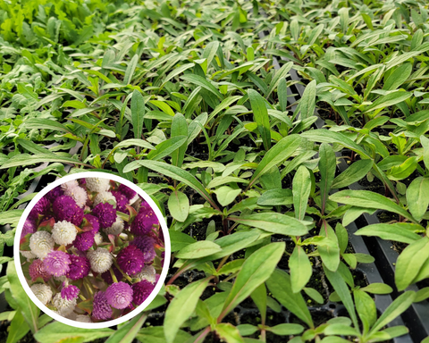 Gomphrena QIS Formula Mix Cutflower Starter Live Plants - 4 Seedlings