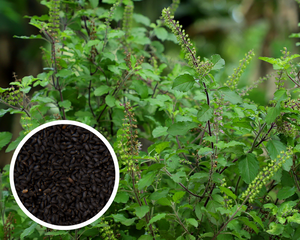 tulsi plant seeds Thai Holy Basil Green Kras Pao Pakapao Tulsi Ocimum Tenuiflorum Herbs Seeds Non-GMO (1000+ Seeds)