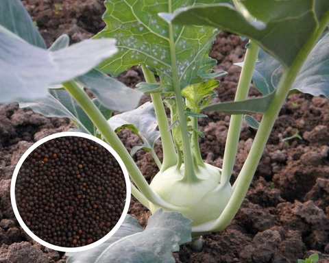 Kohlrabi White Vienna Seeds Heirloom Non-GMO (600+ Seeds)