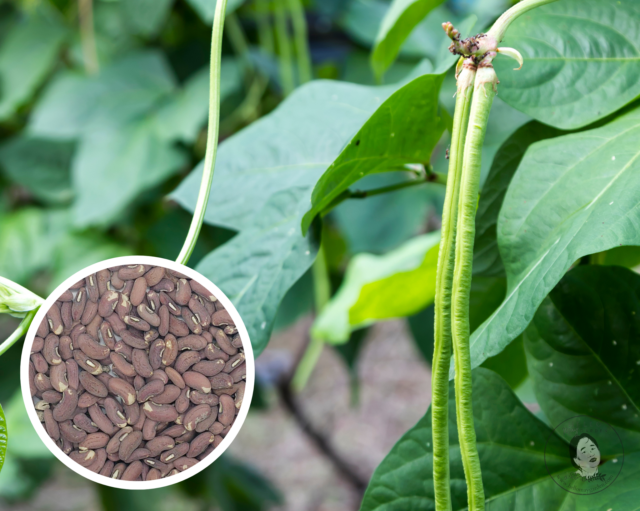green bean seeds from plant Yard Long Green Bean Seeds Heirloom Non-GMO (50+) – Hello May Garden
