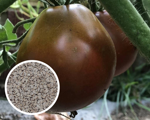 Tomato Japanese Black Trifele Seeds Non-GMO (25+ Seeds)