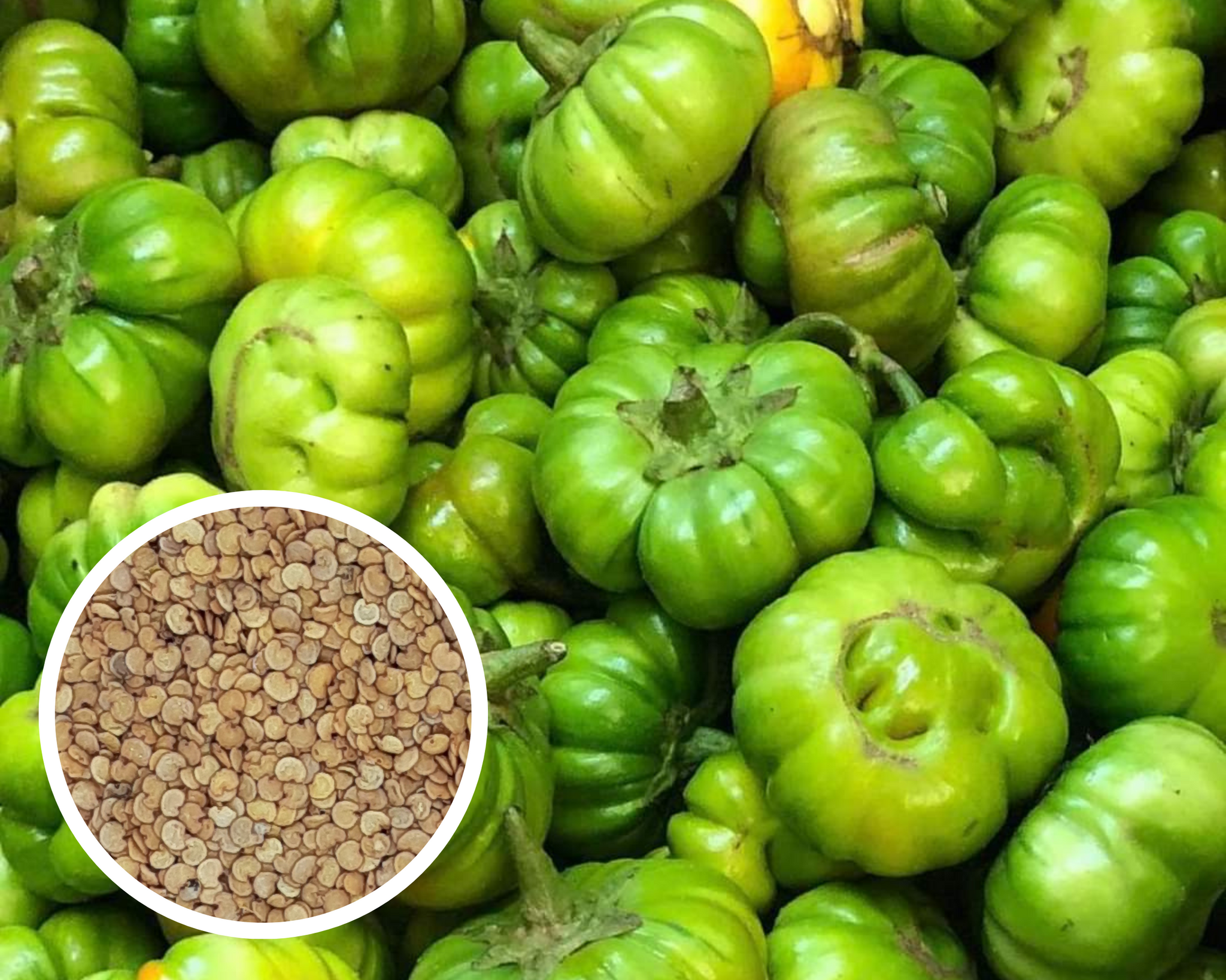 African Eggplant Bitter Green Eggplant Seeds Heirloom Non-GMO (50+ Seeds)
