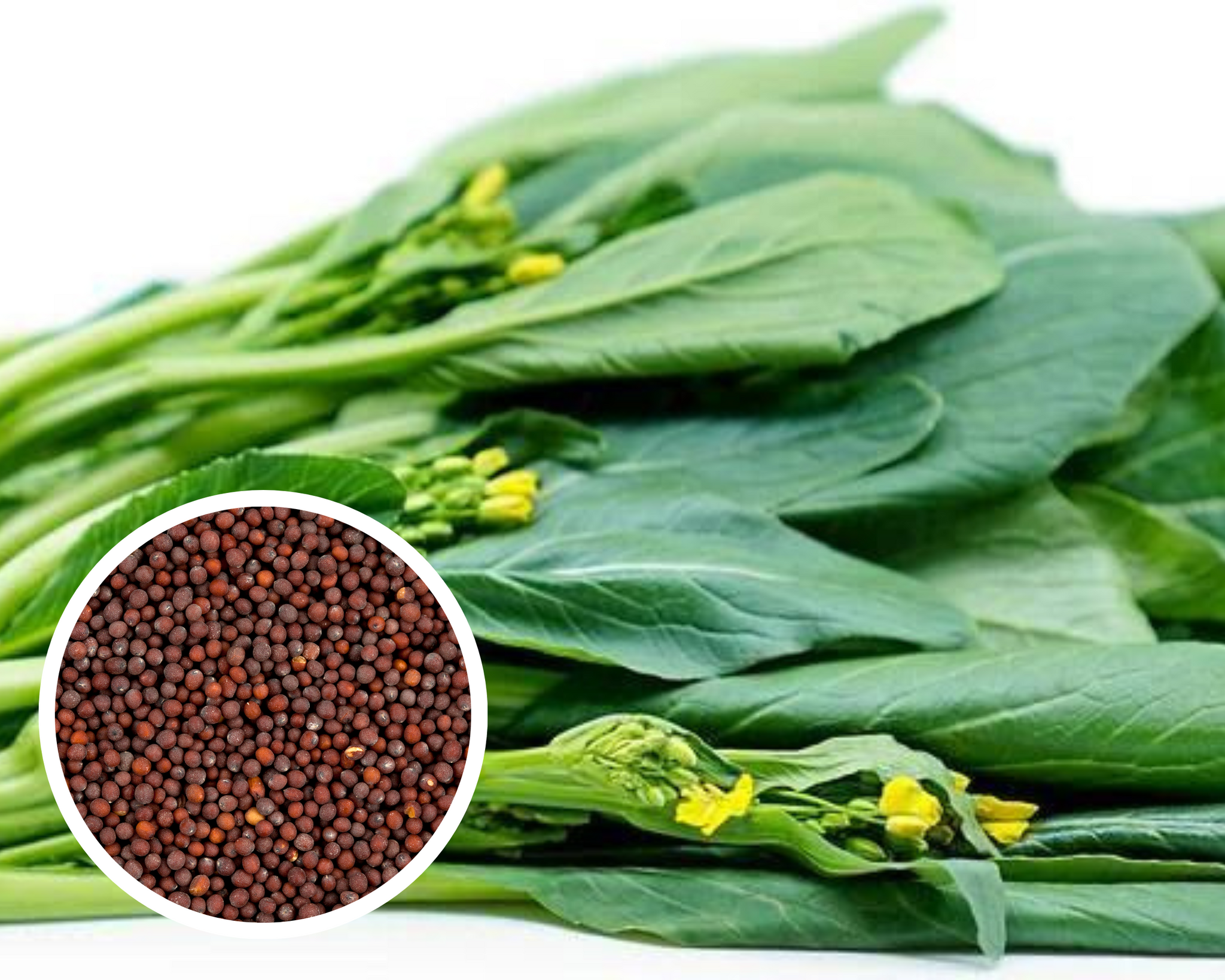 Yu Choy Sum Seeds Heirloom Non-GMO (2000+ Seeds)