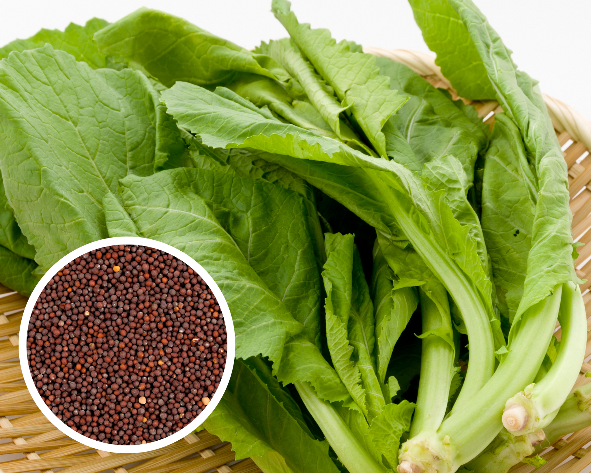 Gai Choy Chinese Mustard Seeds Heirloom Non-GMO (2000+ Seeds)