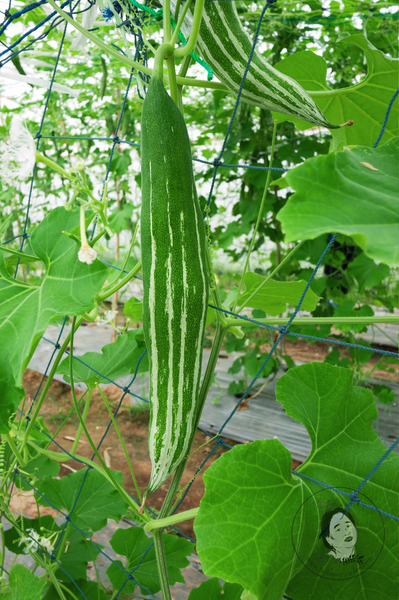 Snake Gourd Starter Live Plants - 4 Seedlings