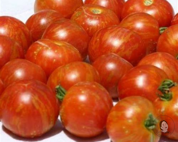 Pink Bumble Bee Tomato Heirloom Starter Live Plants - 4 Seedlings