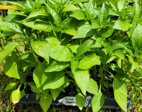 Greek Pepperoncini, Sweet Pepper Starter Live Plants - 4 Seedlings