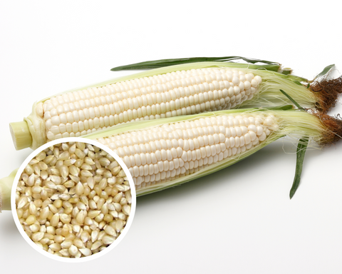 Corn Japanese Hulless - Popcorn (White) Seeds Heirloom Non-GMO (100+ Seeds)