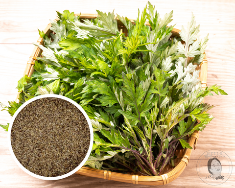 Japanese Mugwort Yomogi Seeds Herb Heirloom Non-GMO (1000+ Seeds)