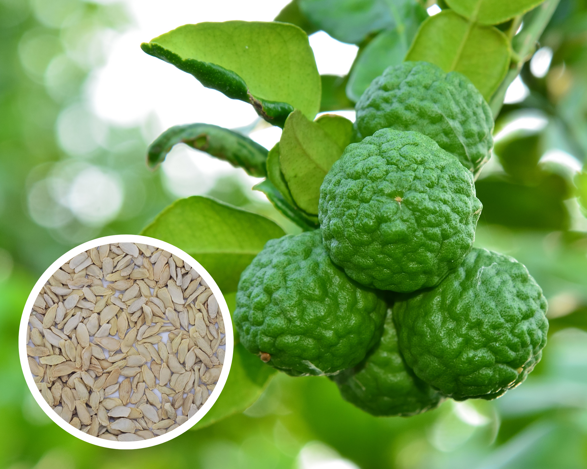 lime plant from seed Kaffir Lime Tree