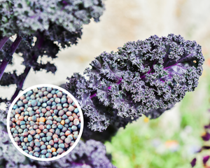 Scarlet Kale Seeds Non-GMO (25+ Seeds)