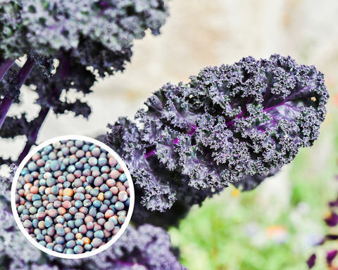 Scarlet Kale Seeds Non-GMO (25+ Seeds)