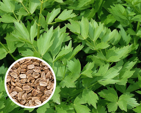Lovage, Levisticum officinale Herb Seeds Heirloom Non-GMO (200+ Seeds)