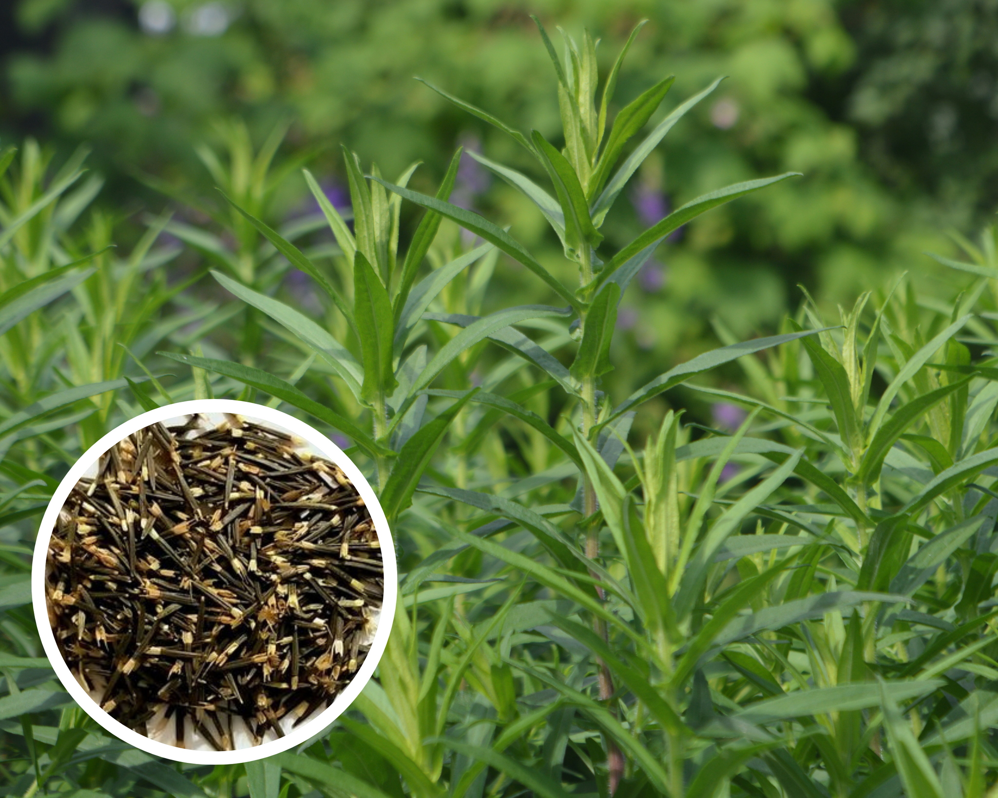 tarragon seeds for planting Mexican Tarragon Seeds Herb Heirloom Non-GMO (200+ Seeds)