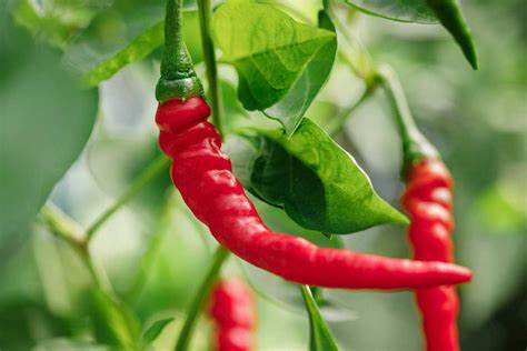 Hot Cayenne Pepper Starter Plants - 4 Seedlings