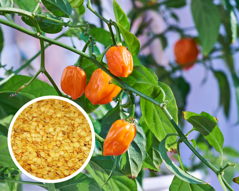 Orange Habanero Pepper Seeds Heirloom Non-GMO (50+ Seeds)