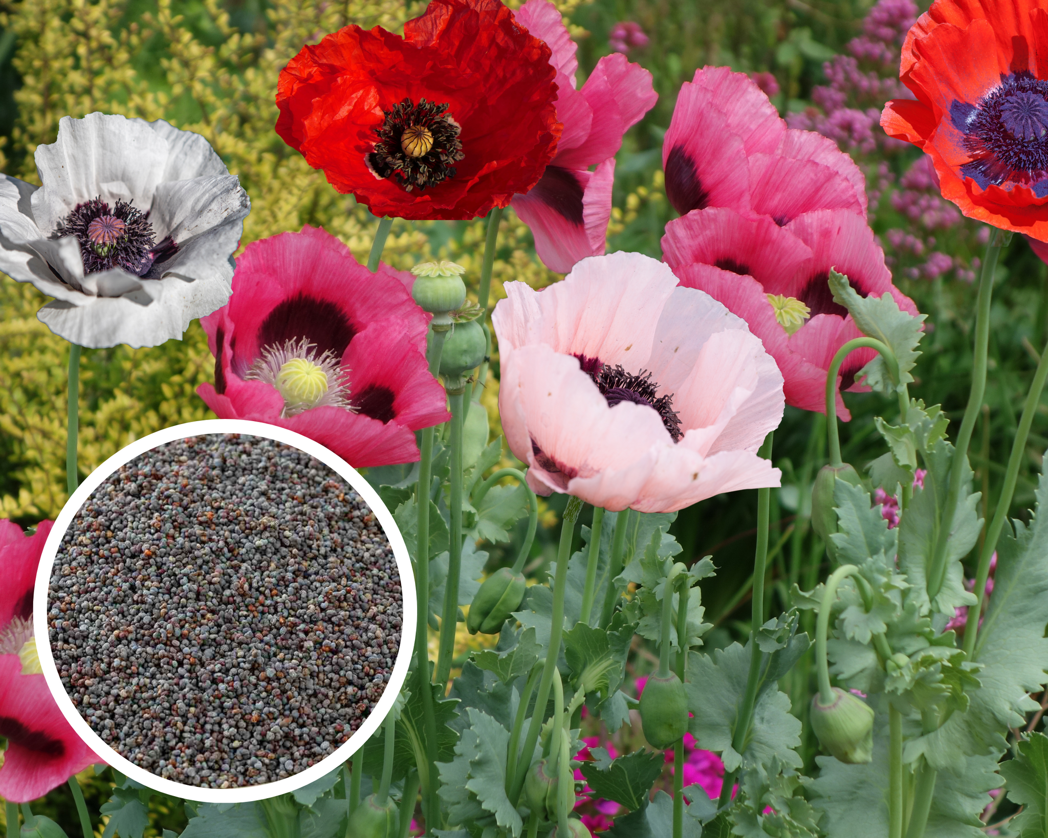 poppy flower seed Oriental Poppy