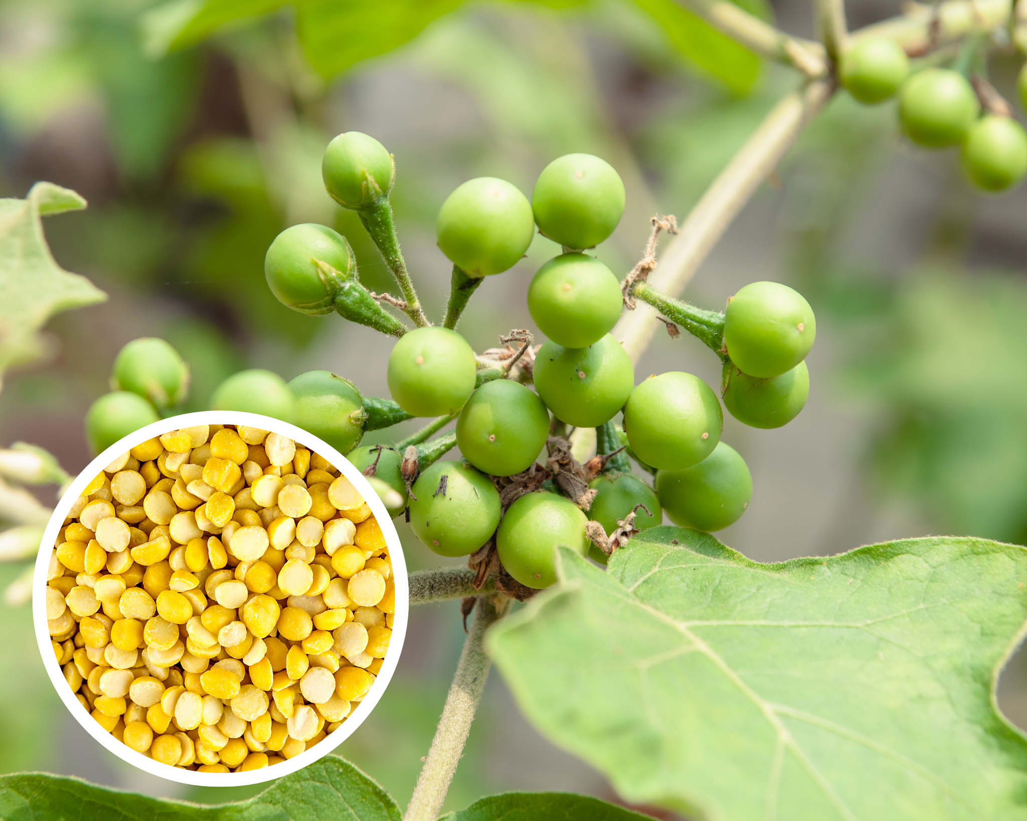 Thai Makheua Puang Pea Eggplants Turkey Berry Heirloom Non-GMO (50+ Seeds)