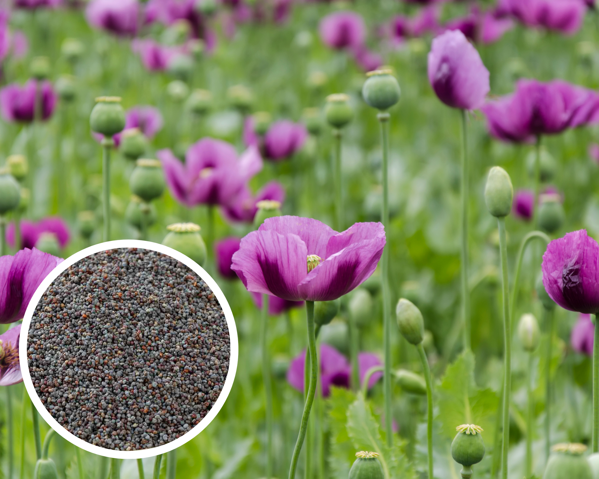 poppy plants seeds Lilac Poppy Papaver Somniferum Purple Flower Seeds Heirloom Non-GMO (1 – Hello May Garden