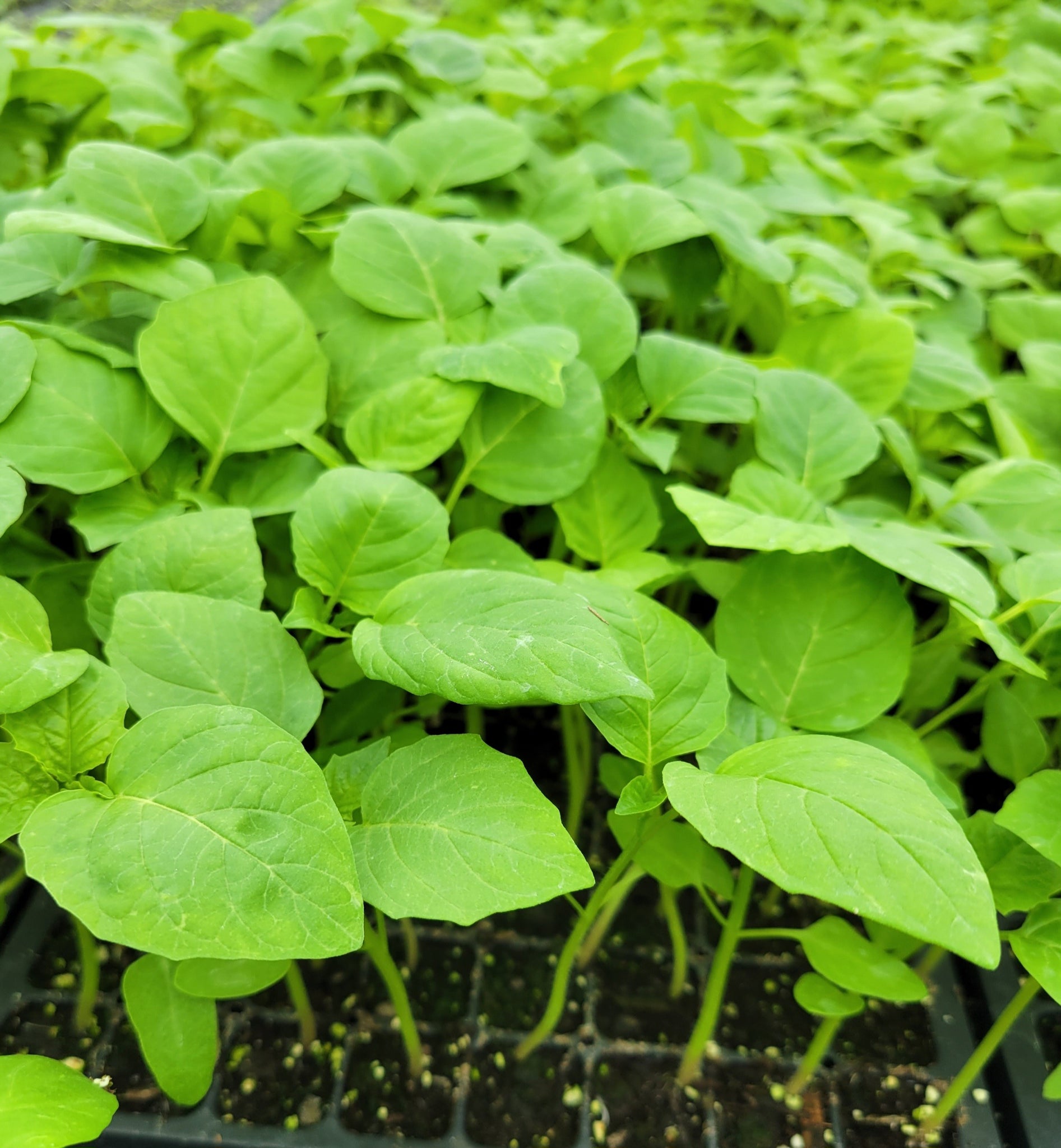 Tomatillo Verde Starter Live Plants - 4 Seedlings