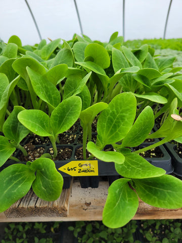 Grey Zucchini Summer Squash Starter Live Plants - 4 Seedlings