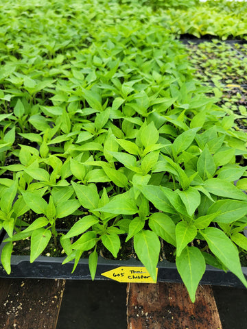 Thai Dragon Hot Thai Chili Pepper Starter Live Plants - 4 Seedlings