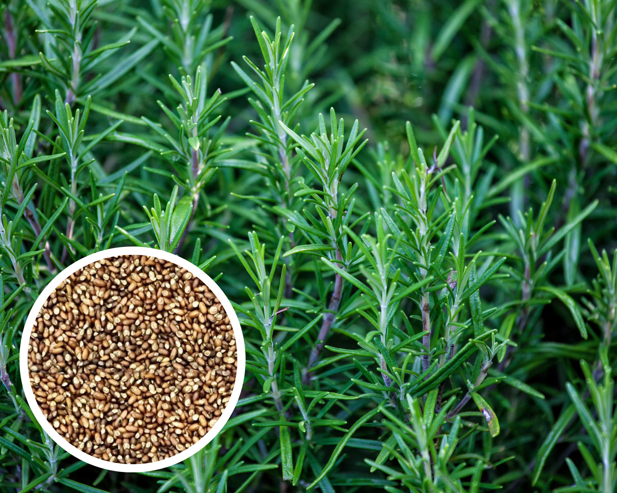Rosemary Herbs Seeds Heirloom Non-GMO (100+ Seeds) – Hello May Garden Rosemary Herbs Seeds Heirloom Non-GMO (100+ Seeds) – Hello May Garden