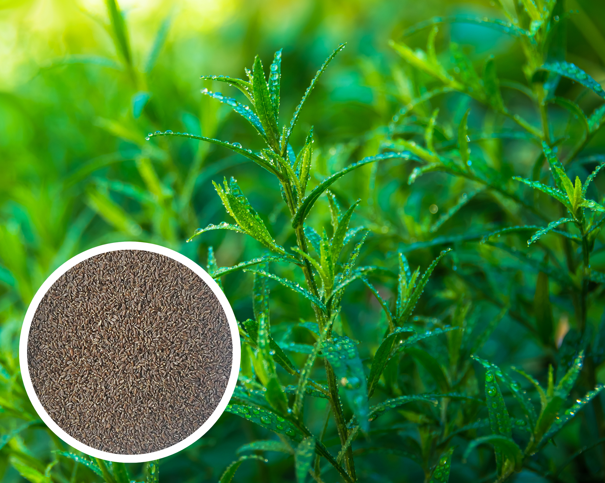 tarragon seeds for planting Russian Tarragon Seeds Herb Heirloom Non-GMO (300+ Seeds)