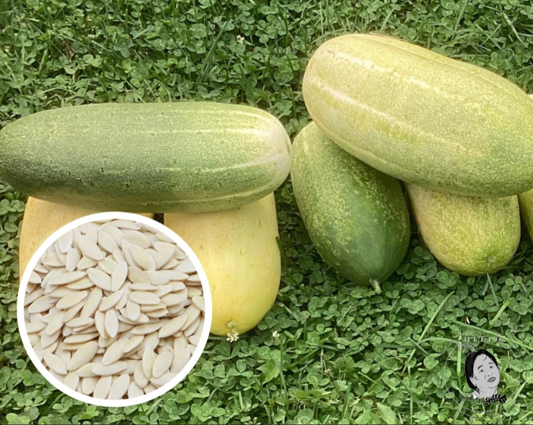 Hmong Cucumber 'Dib Hmoob' Seeds Heirloom Non-GMO (50+ seeds)