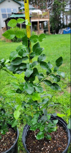 Kaffir Lime Tree - Citrus Hystrix Makrut Live Plants (2 yr old)