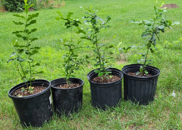 Kaffir Lime Tree - Citrus Hystrix Makrut Live Plants (2 yr old)