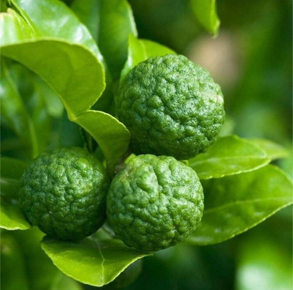 Kaffir Lime Tree - Citrus Hystrix Makrut Live Plants (2 yr old)