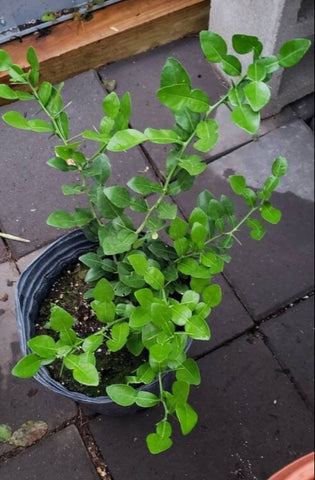 Kaffir Lime Tree - Citrus Hystrix Makrut Live Plants (3+ yr old)
