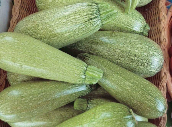 Grey Zucchini Summer Squash Starter Live Plants - 4 Seedlings