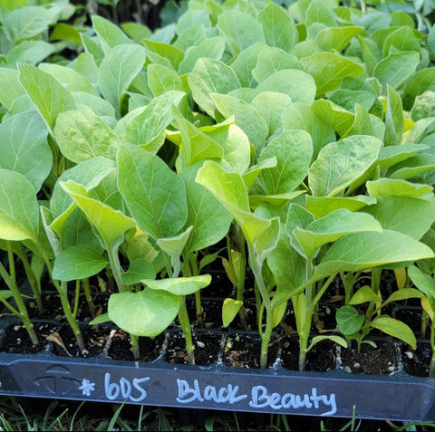 Black Beauty Hyb. Eggplant Starter Live Plants - 4 Seedlings