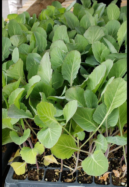Platinum Dynasty Cabbage Starter Plants - 6 Seedlings