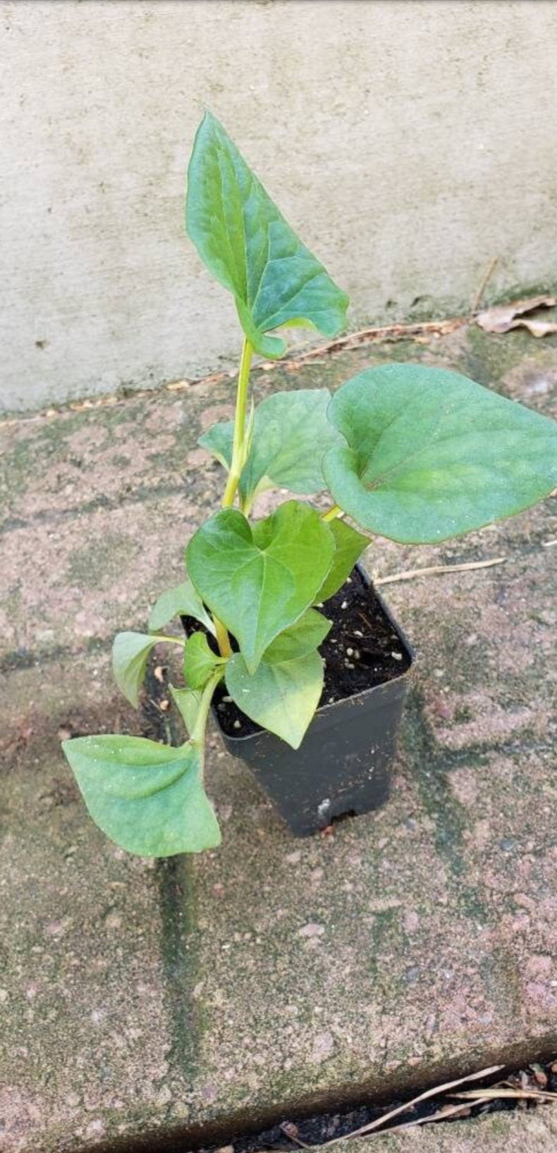 Houttuynia Cordata, Kab Raus Live Plants - 2.5" pot