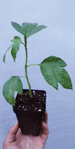 Purple Passion Fruit Vine Live Plants - 2.5" pot