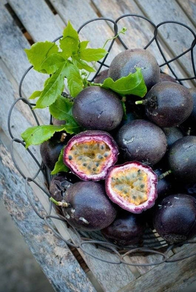 Purple Passion Fruit Vine Live Plants - 2.5" pot